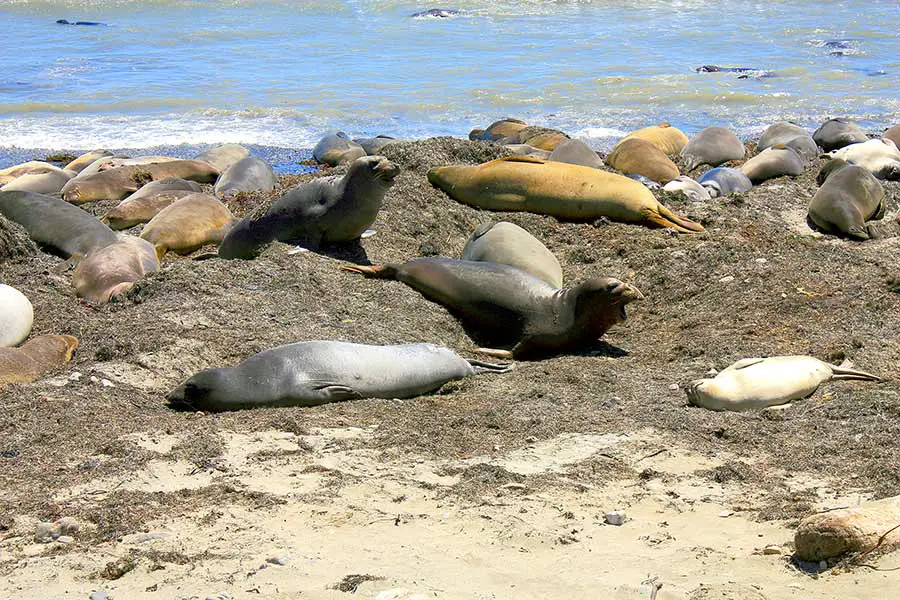Elephant seals at Año Nuevo State Park