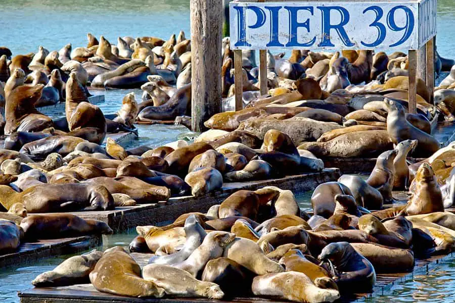 Hundreds of sea lions at Pier 39
