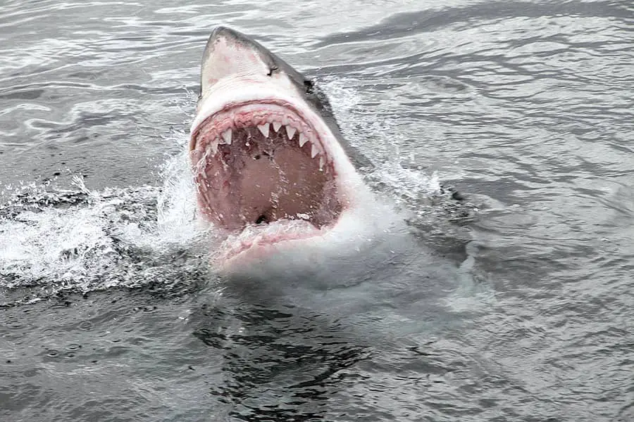 Rows of teeth on Great White shark