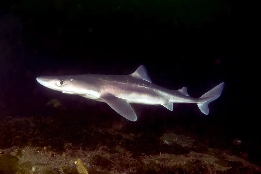 Spiny Dogfish shark