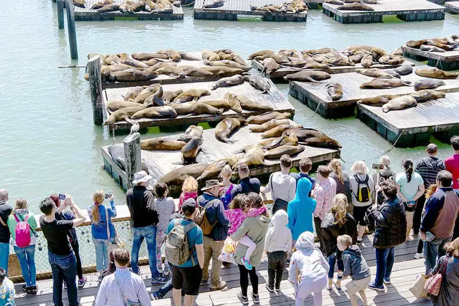 Tourists watching sea lions laying on piers