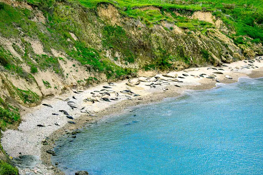Elephant seals sunning on beach