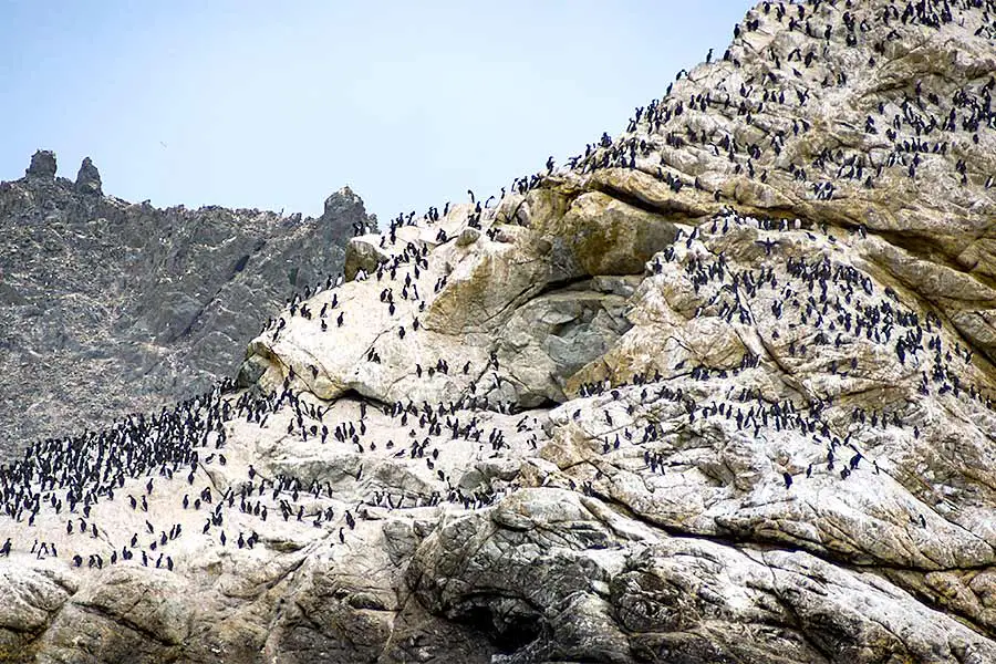 Penguins standing on rocks