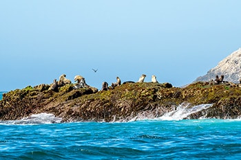 Sea lions at Farallon Islands