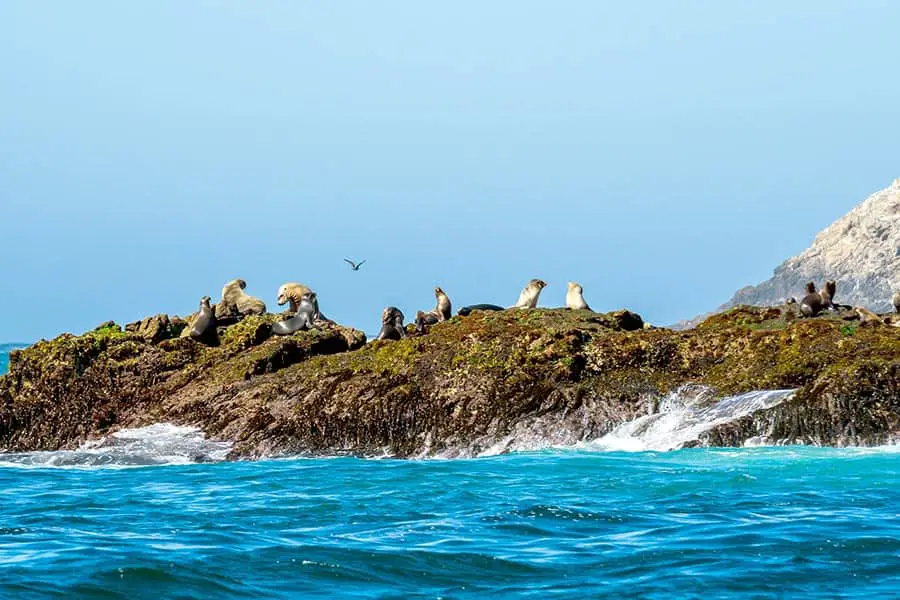 Blue ocean in foreground with sea lions on beach