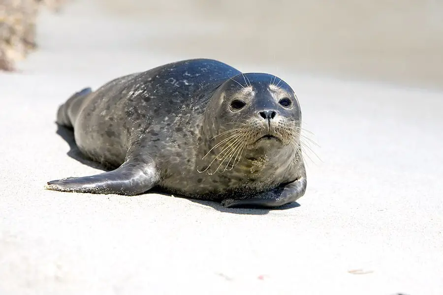 Harbor seal pup on beach