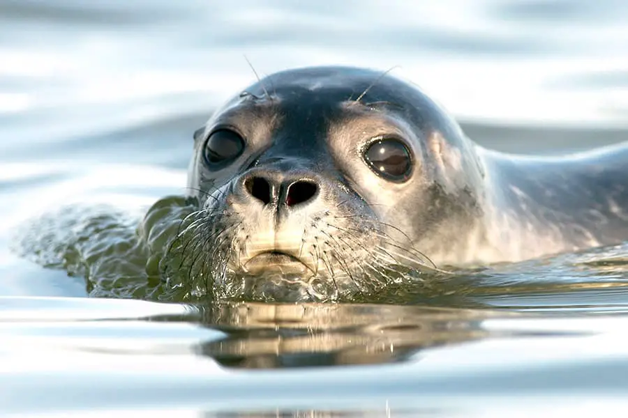 Head of harbor seal swimming in water