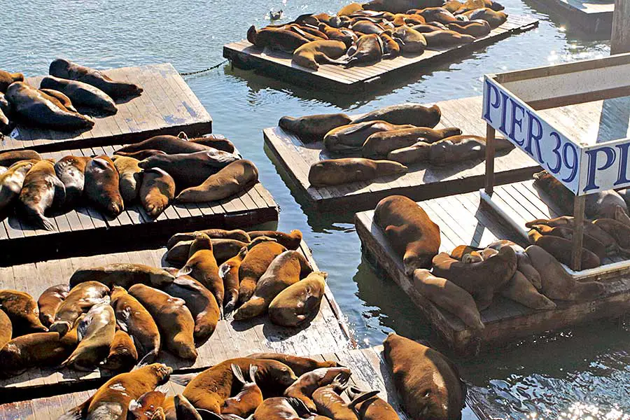 Sea lions resting at Pier 39