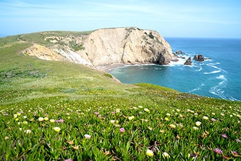 Green grass with flowers and rugged cliff in background