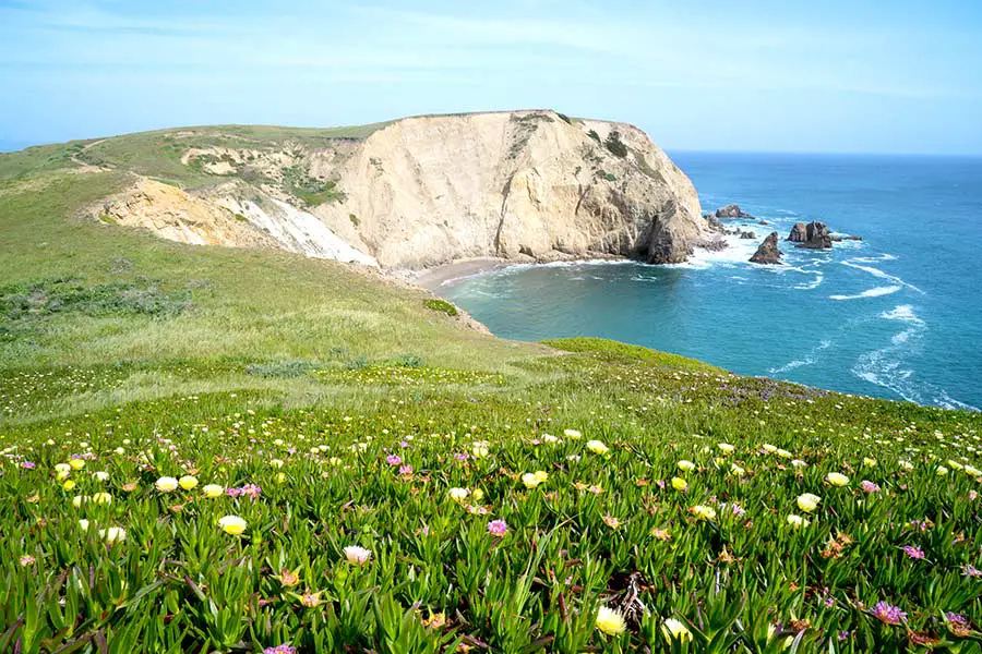 Bright colored flowers in green grass along seashore