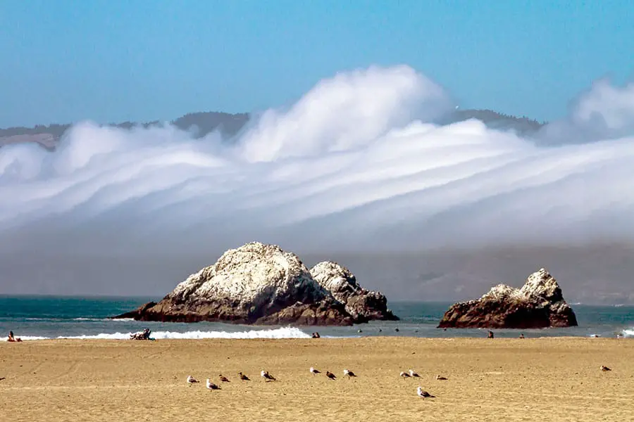 Birds on beach with rocks and fog in background