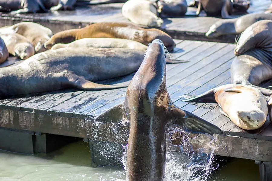 Sea lion jumping onto dock to join other Sea lions