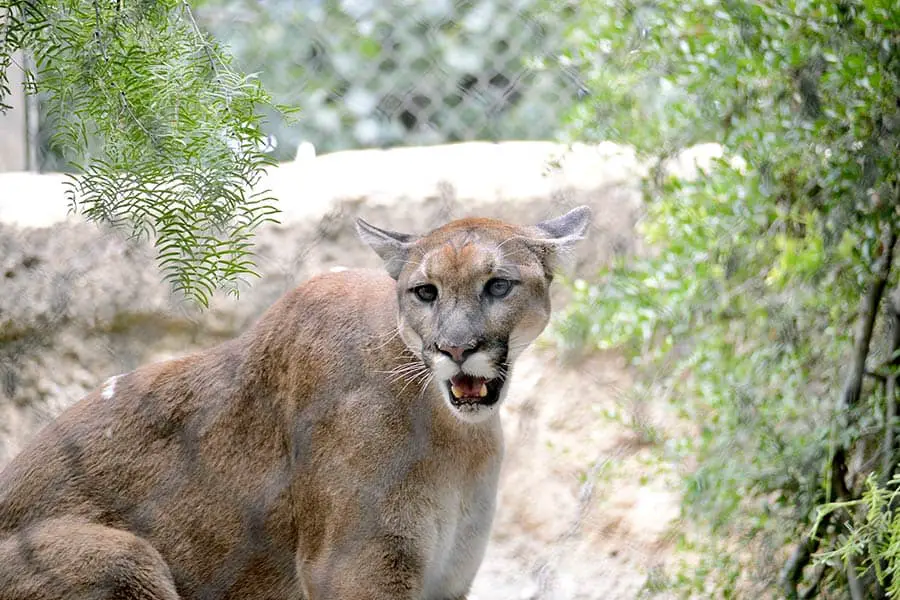 Angry Mountain lion