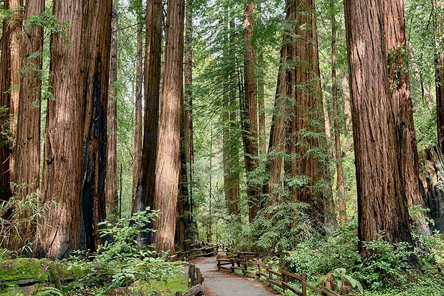 Lush green undergrowth with tall redwood trees and a walking path