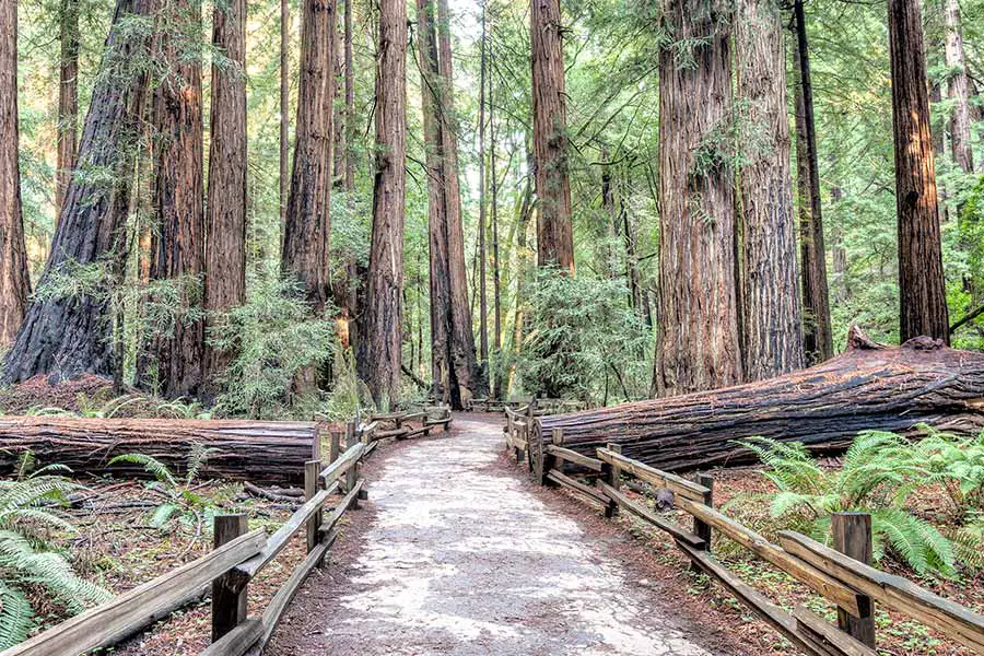 Hiking path with fence along it winding through tall redwoods