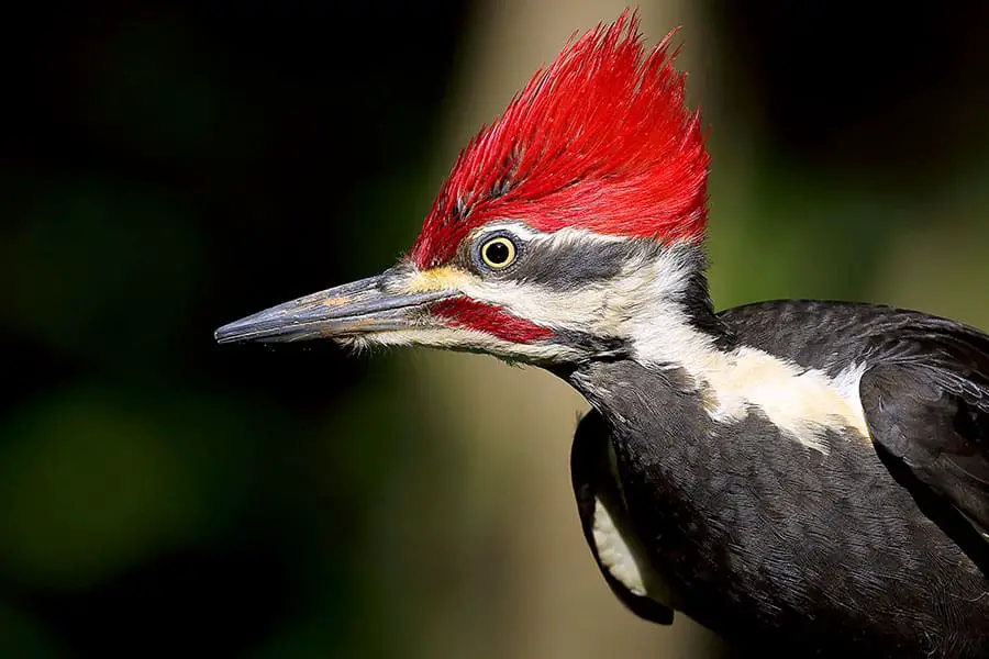 Pileated woodpecker with blurred green background