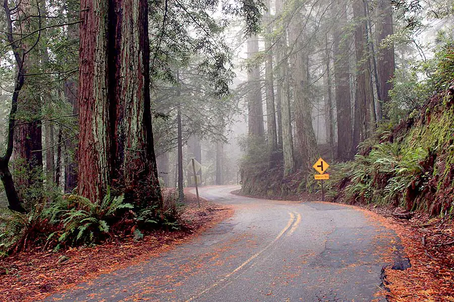 Blacktopped road through redwood forest