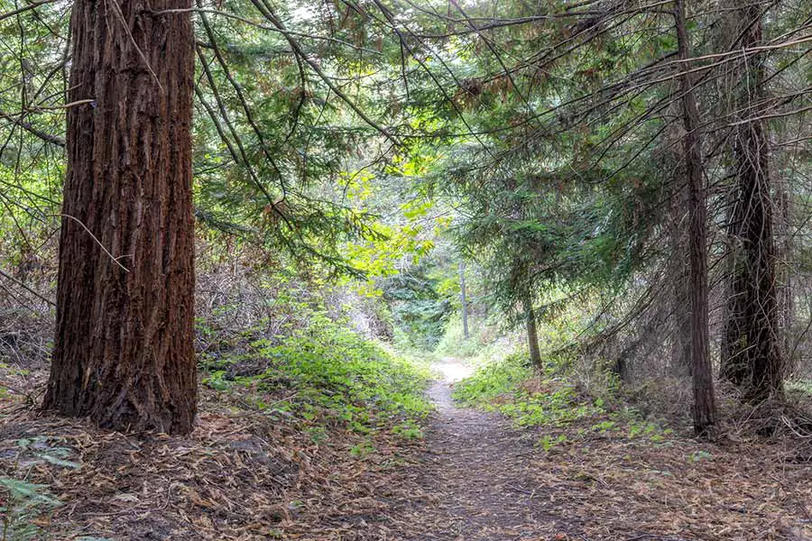Path through redwood trees