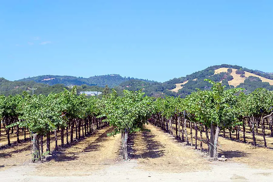 Rows of grapevines with hills in background