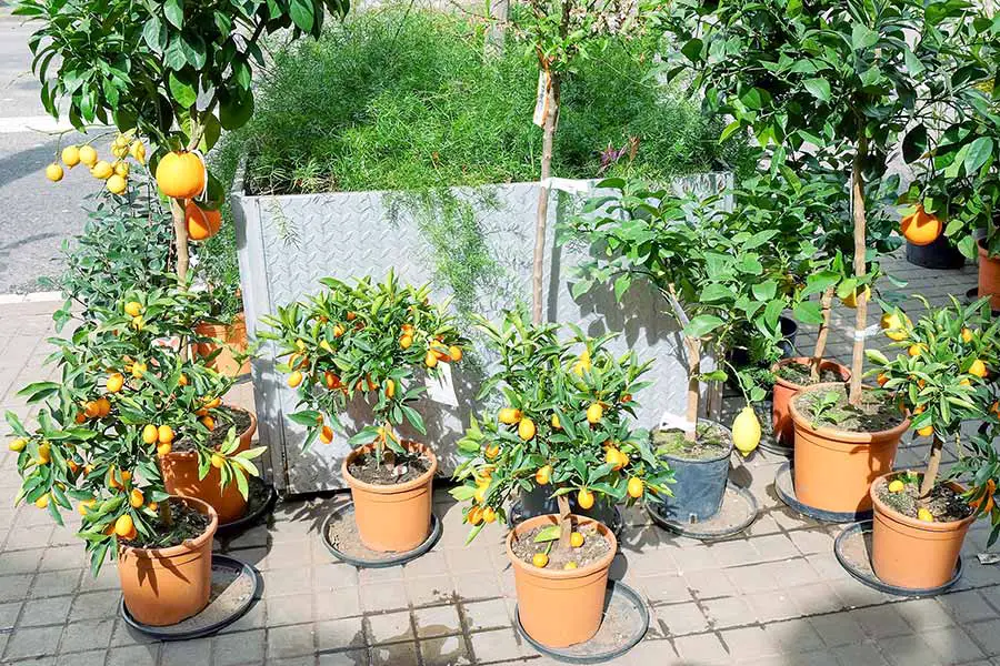 Citrus tree growing in pots on patio