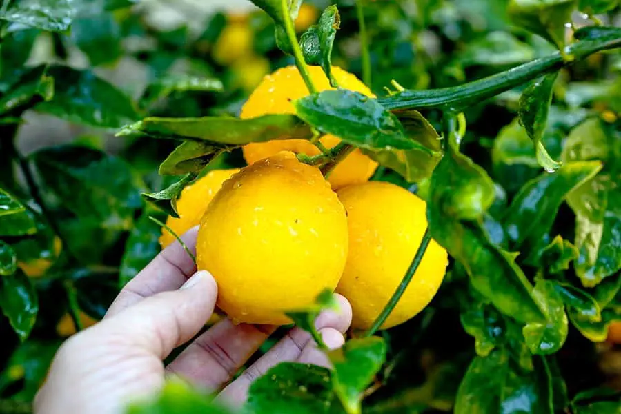 Cluster of Meyer lemons on tree