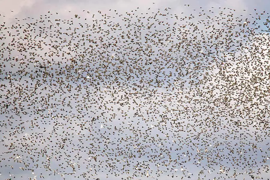 Large flock of birds fill the sky