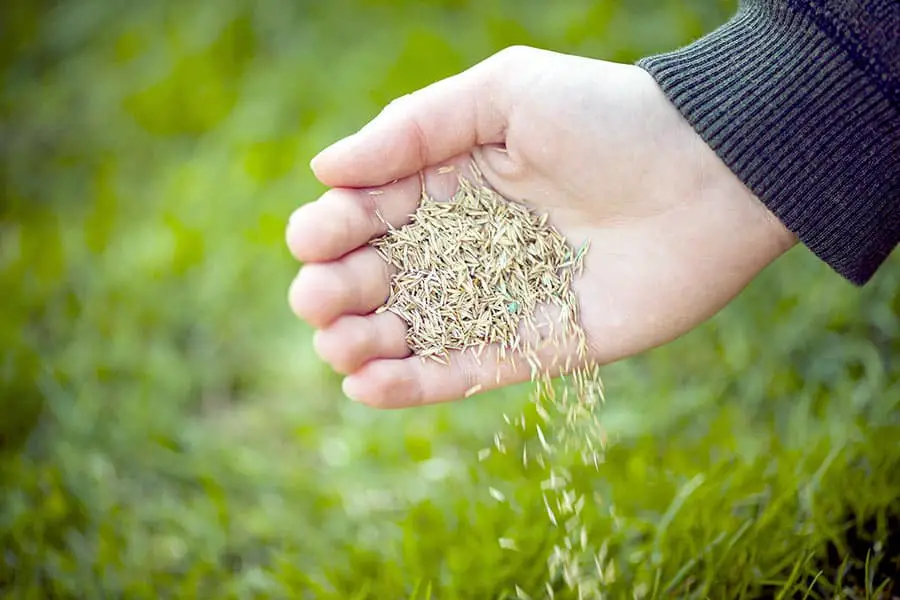 Close up of hand with grass seed sprinkling out