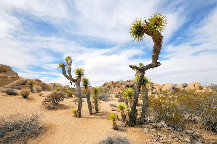 Joshua Tree National Park in southern California