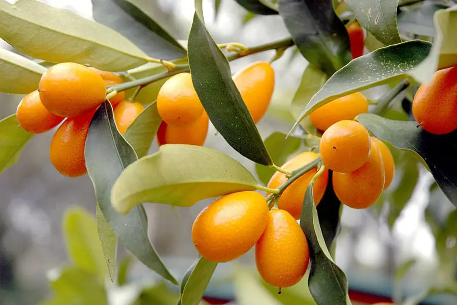 Cluster of ripe kumquats on tree
