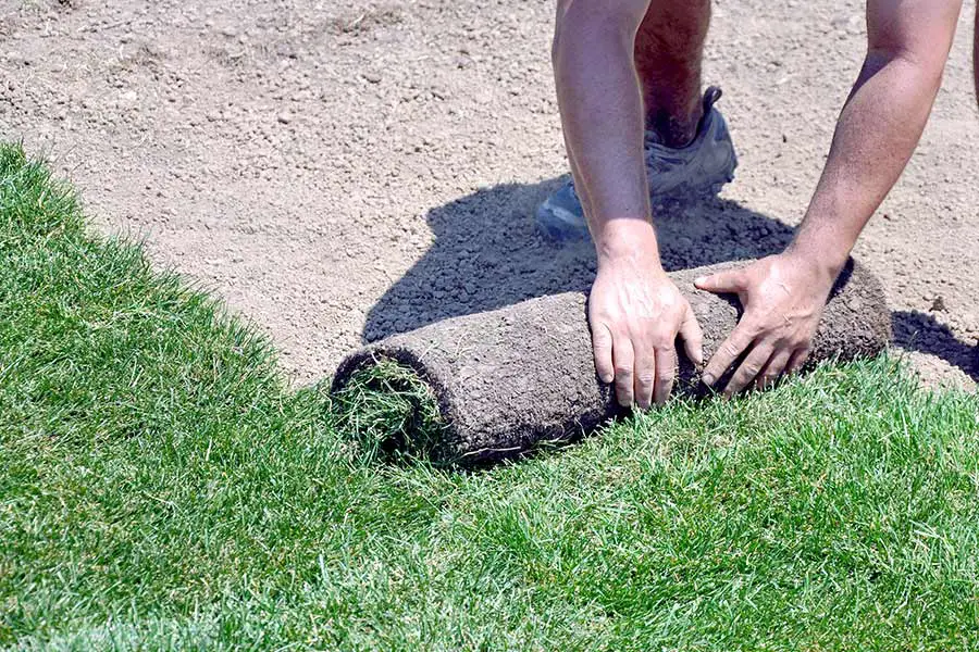 Man laying down new sod lawn