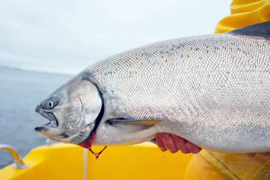 Man holding large Chinook salmon