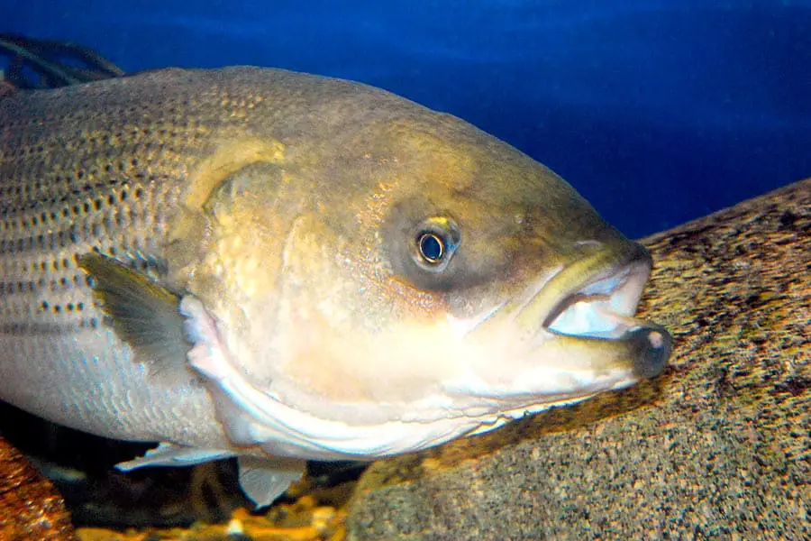 Closeup view of Striped bass