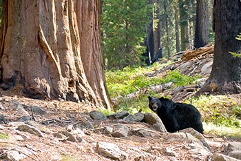 Black bear in forest
