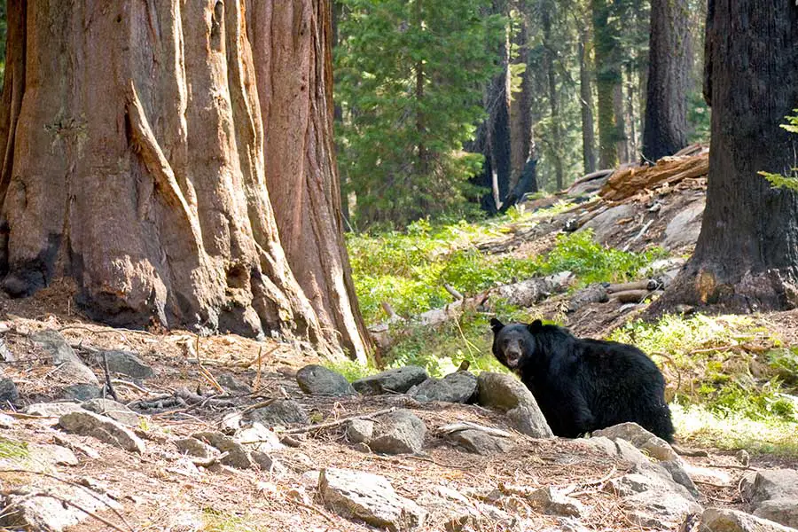 Black bear by large tree in Sequoia National Park