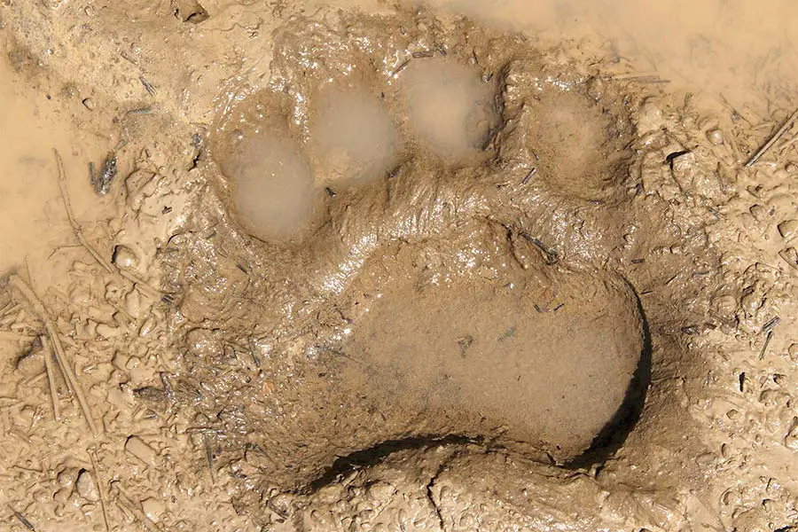 Black bear footprint in soft mud