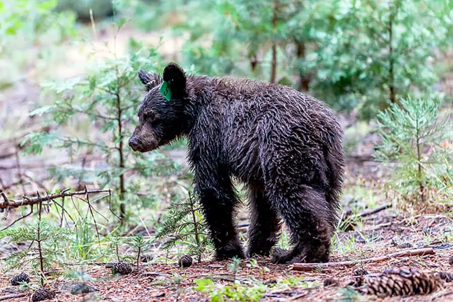 Small bear in Sequoia National Park