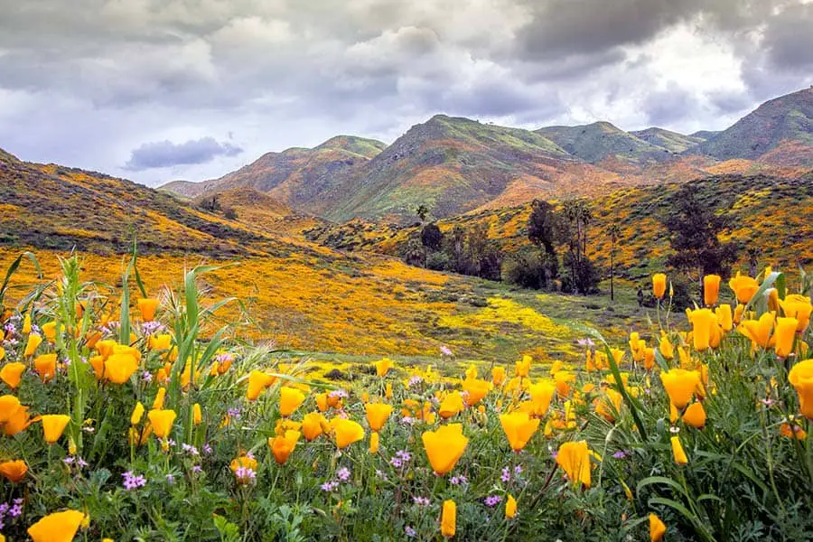 Mountains filled with super bloom of poppies and wild flowers