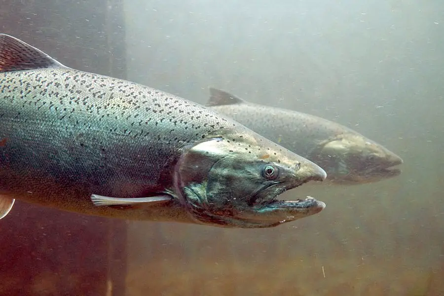 Chinook salmon swimming upstream to their spawning grounds