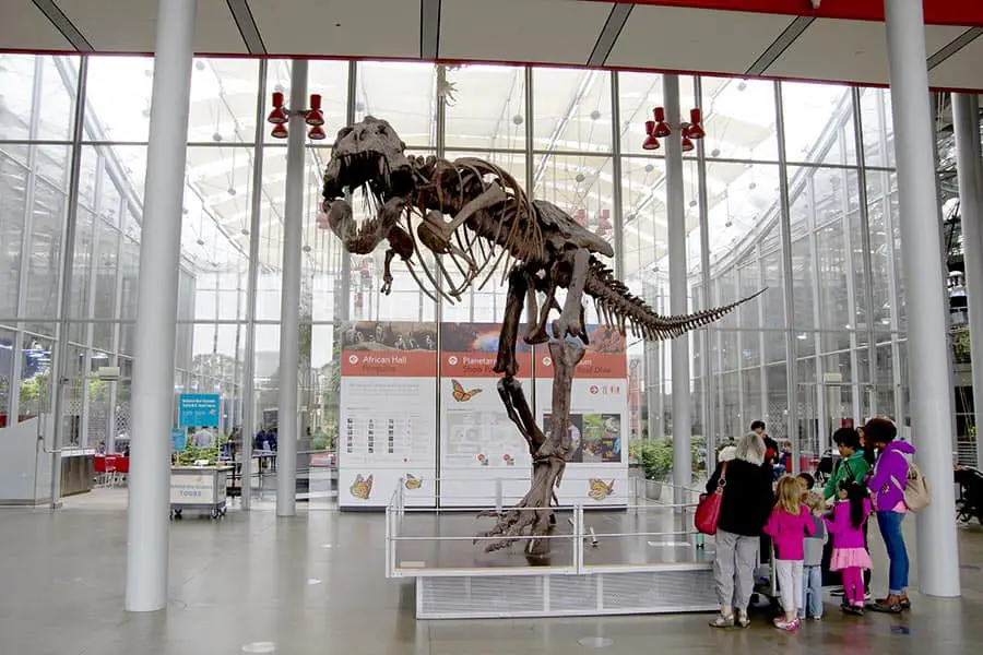Dinosaur skeleton at the California Academy of Sciences
