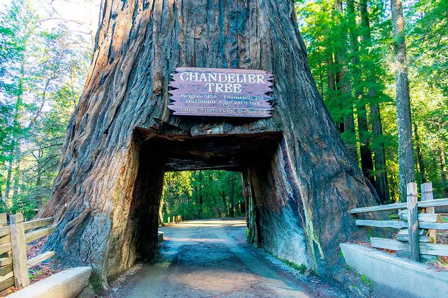 Chandelier tree, a drive through tree in Leggett, California