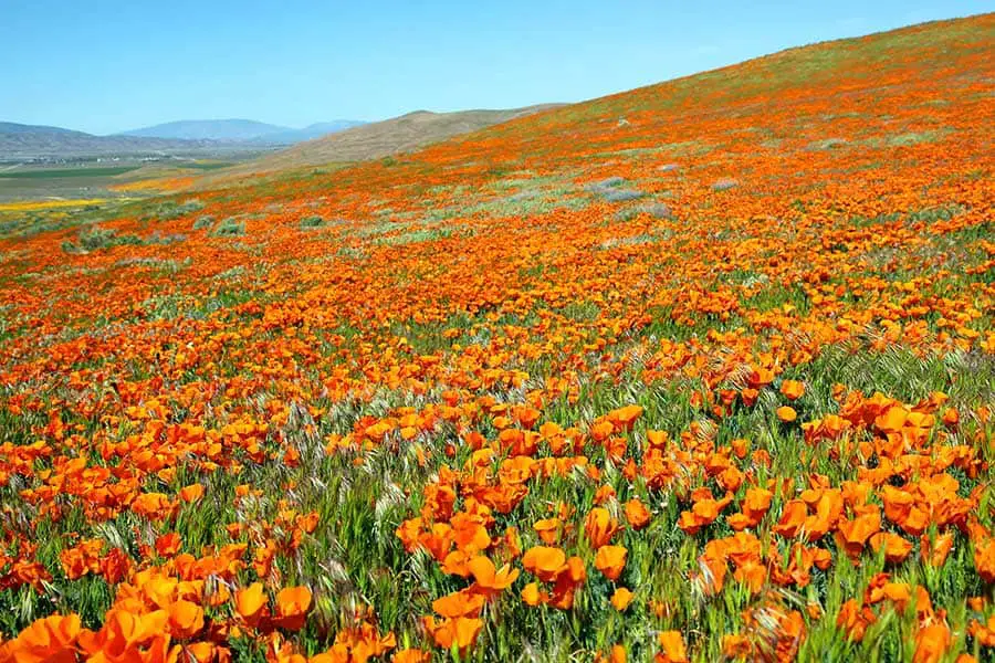 Hillside filled with orange poppies