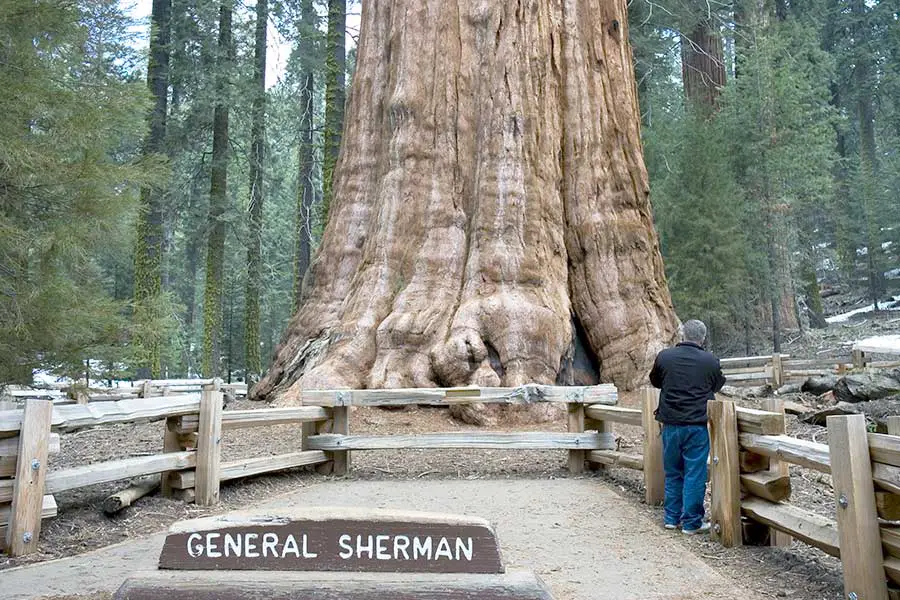 Man looking at the General Sherman, a giant Sequoia tree, the largest living tree
