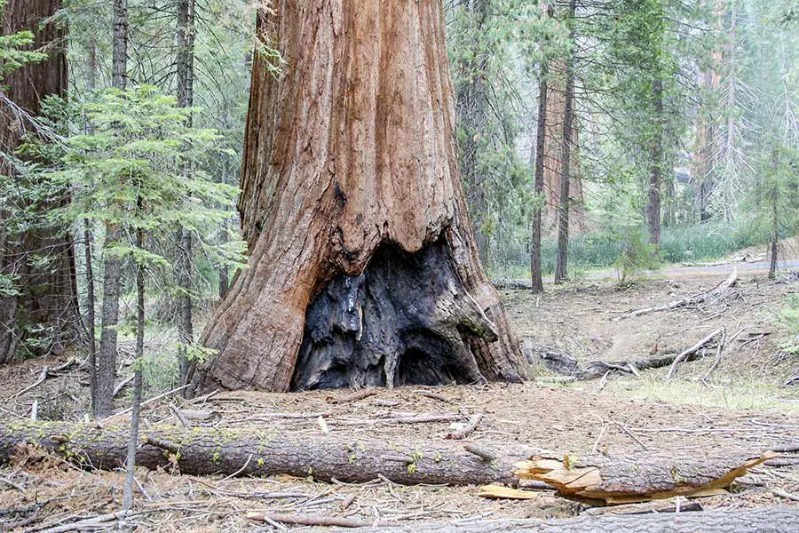 Fire damaged giant Sequoia tree