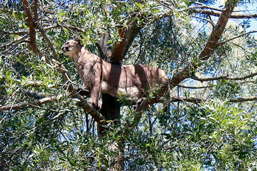 Mountain Lion in top of tree
