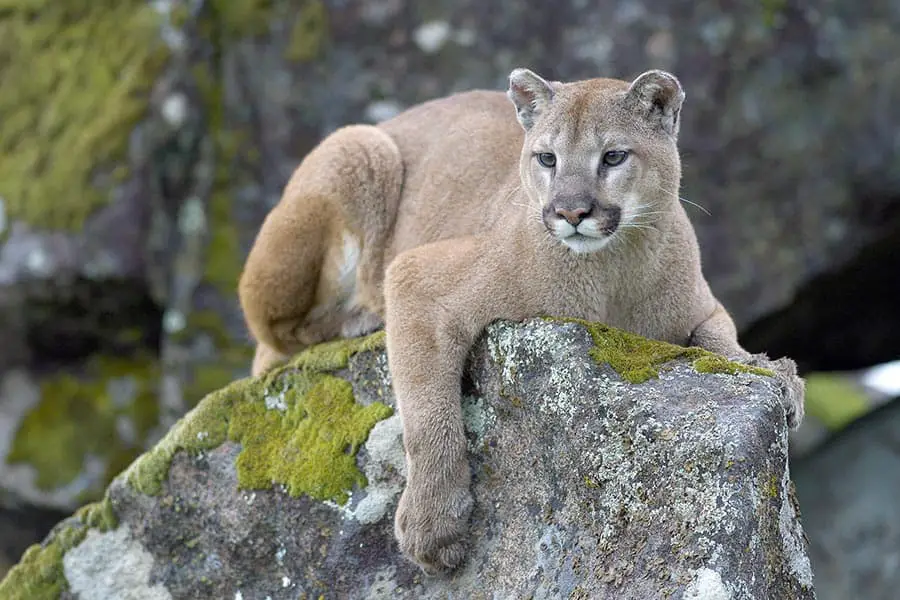Mountain Lion laying on top of boulder
