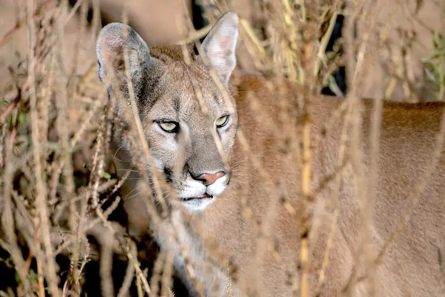 Mountain Lion standing in brush
