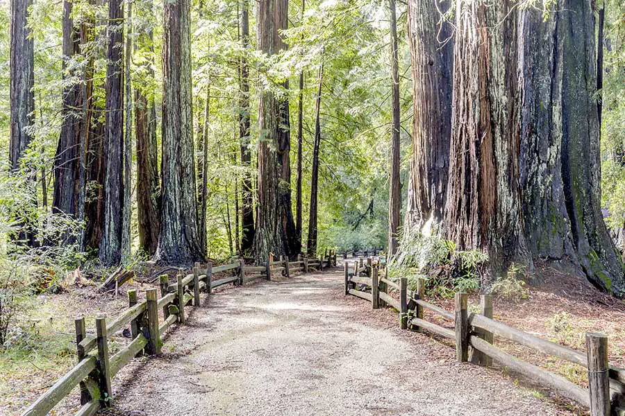 Hiking trail through old growth Redwood trees