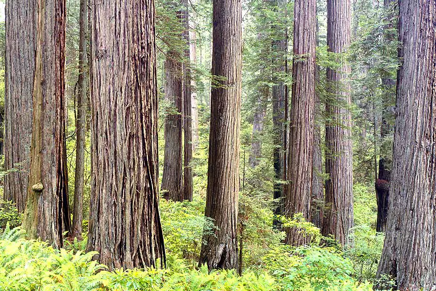 Stand of old growth Redwood trees