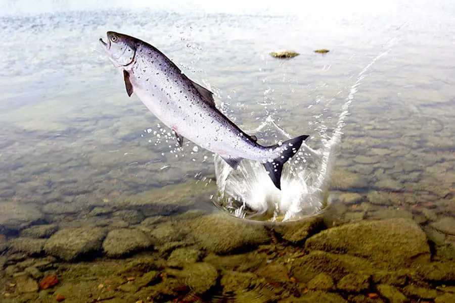 Large salmon jumping out of water