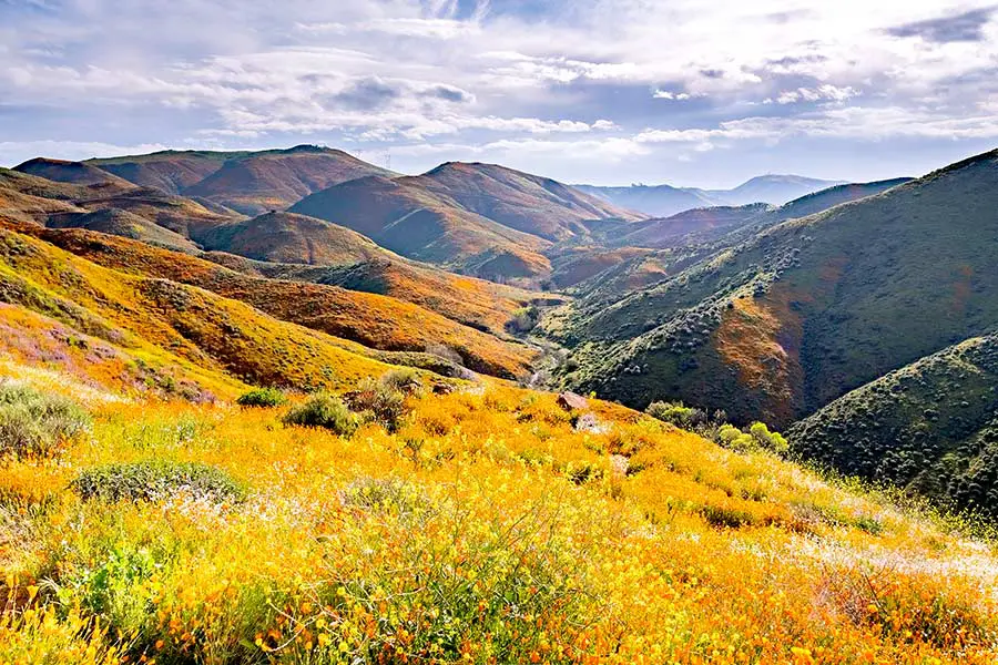 Super bloom of flowers Walker Canyon, Temescal Mountains